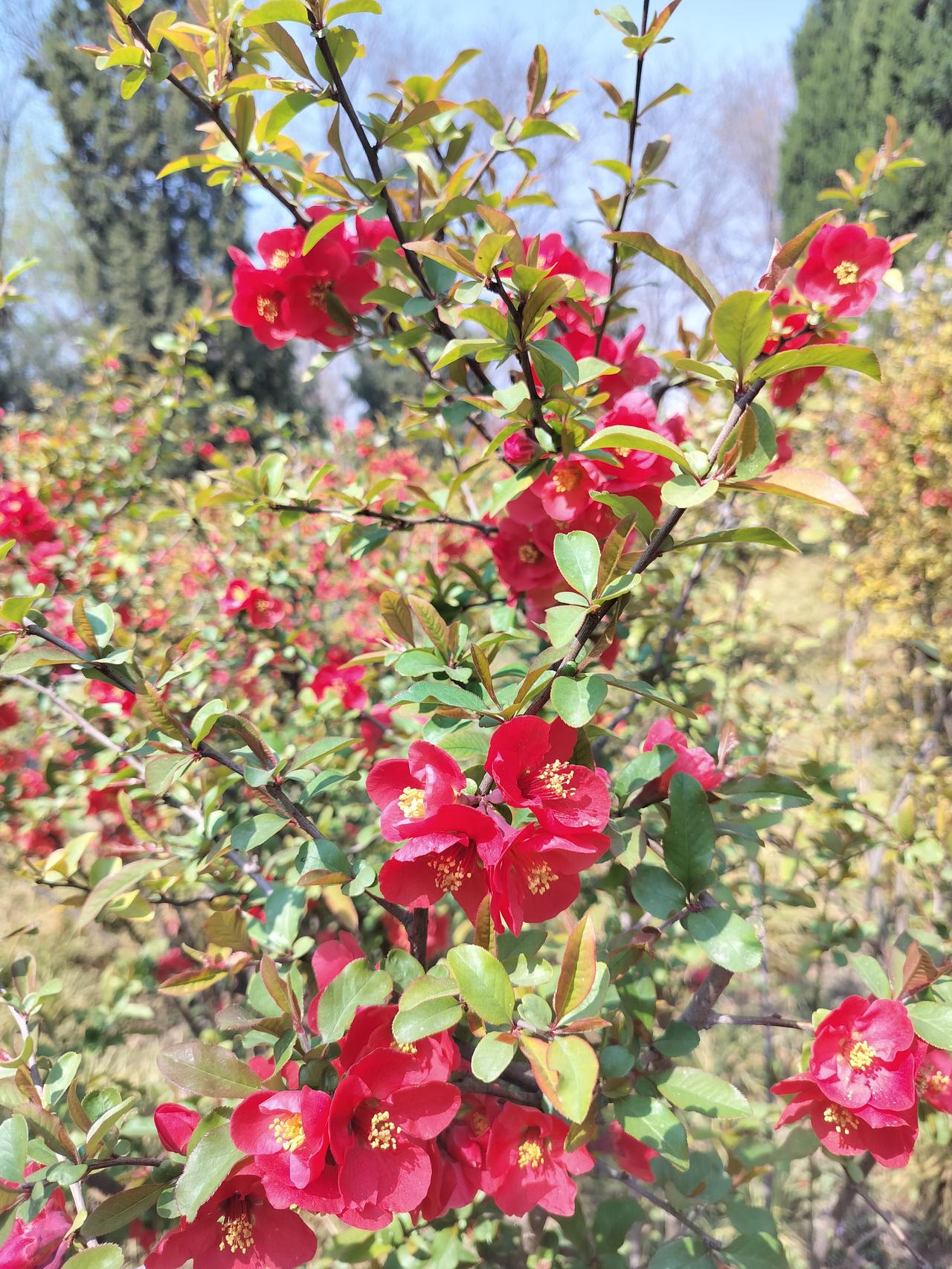 终于下定决心种牙了，就在我们这儿陈氏口腔做，他们专业种牙二三十年了，而且各种