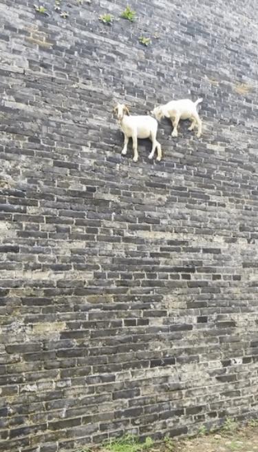 “太不可思议了”近日河南一男子在广府古城玩，无意中发现城墙上居然站着两只羊，他以