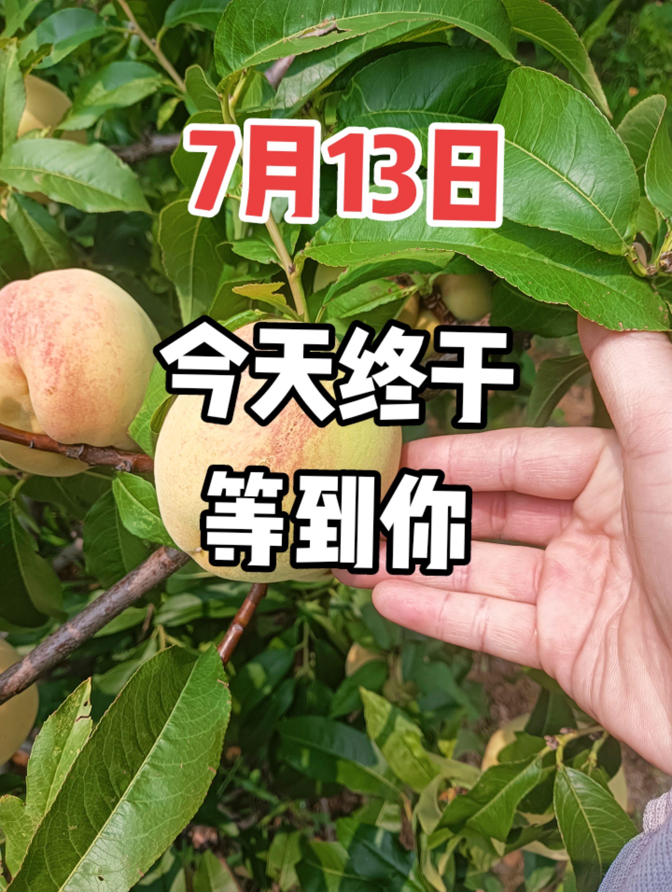 鲜果采摘 硕果累累 应季水果 优质农产品