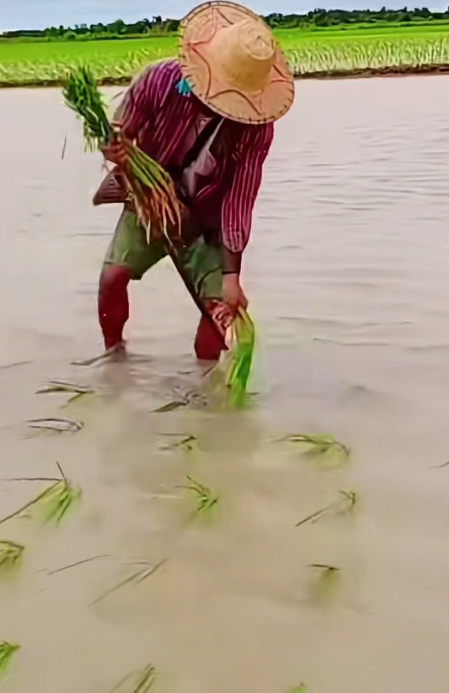 这种插秧方法好，不用弯腰。