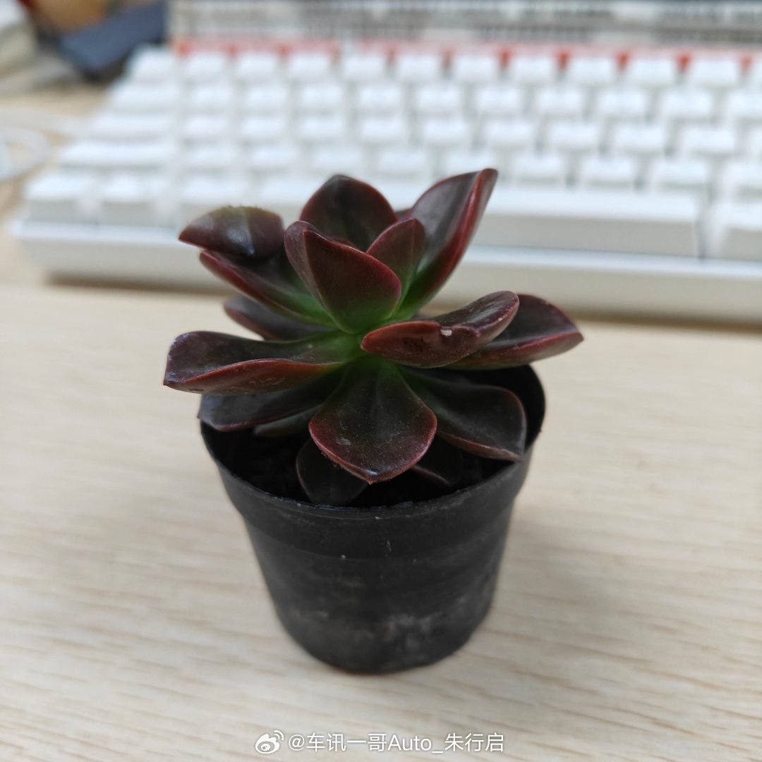 虽然不是植树节但公司还是给每人发了绿植看着小小的一枚不知道最后能养到多大