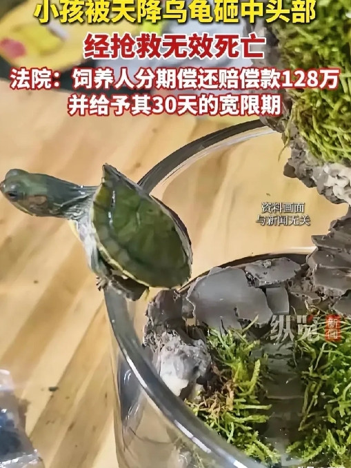乌龟高空坠落！小孩被砸中！抢救无效死亡！广东韶关赵某夫妇带着孩子在小区楼底玩