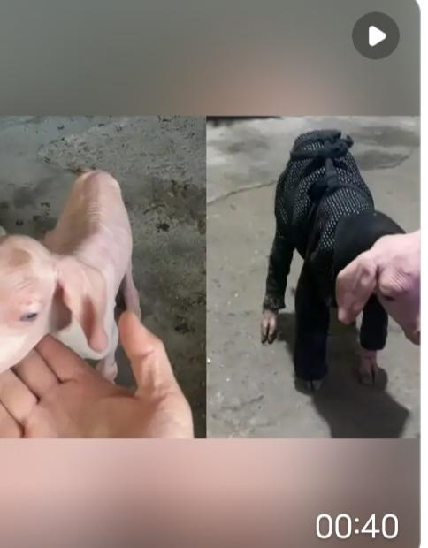 新疆一只母羊产下双胞胎，竟出现一只有毛、一只无毛，主人：担心小羊着凉，给它穿上了