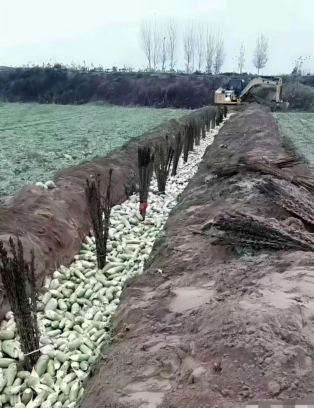 记得小时候家里种了萝卜一时吃不完就会挖个浅地窖把萝卜堆进地窖里然后埋上土