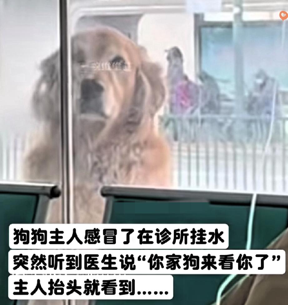 江苏主人悄悄去输液，狗狗竟精准找到诊所，趴在窗外守着不肯走，满眼都是牵挂！