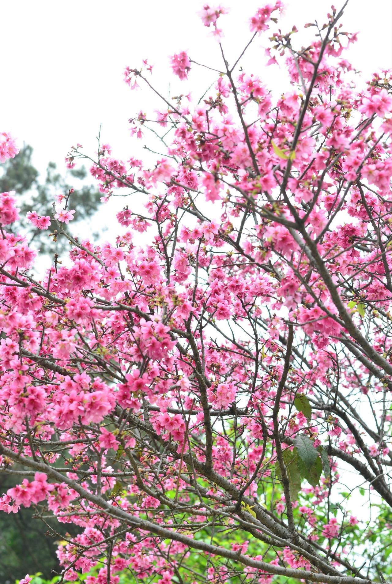 偷得浮生半日闲赏花📍广州0元玩转这座城春天来了～美不胜收的地方。。。