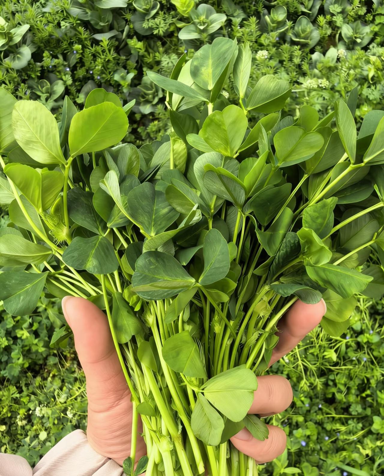 这玩意儿不是三叶草吗？竟然是野菜！！！有没有人帮忙看看，这东西是不是就是三