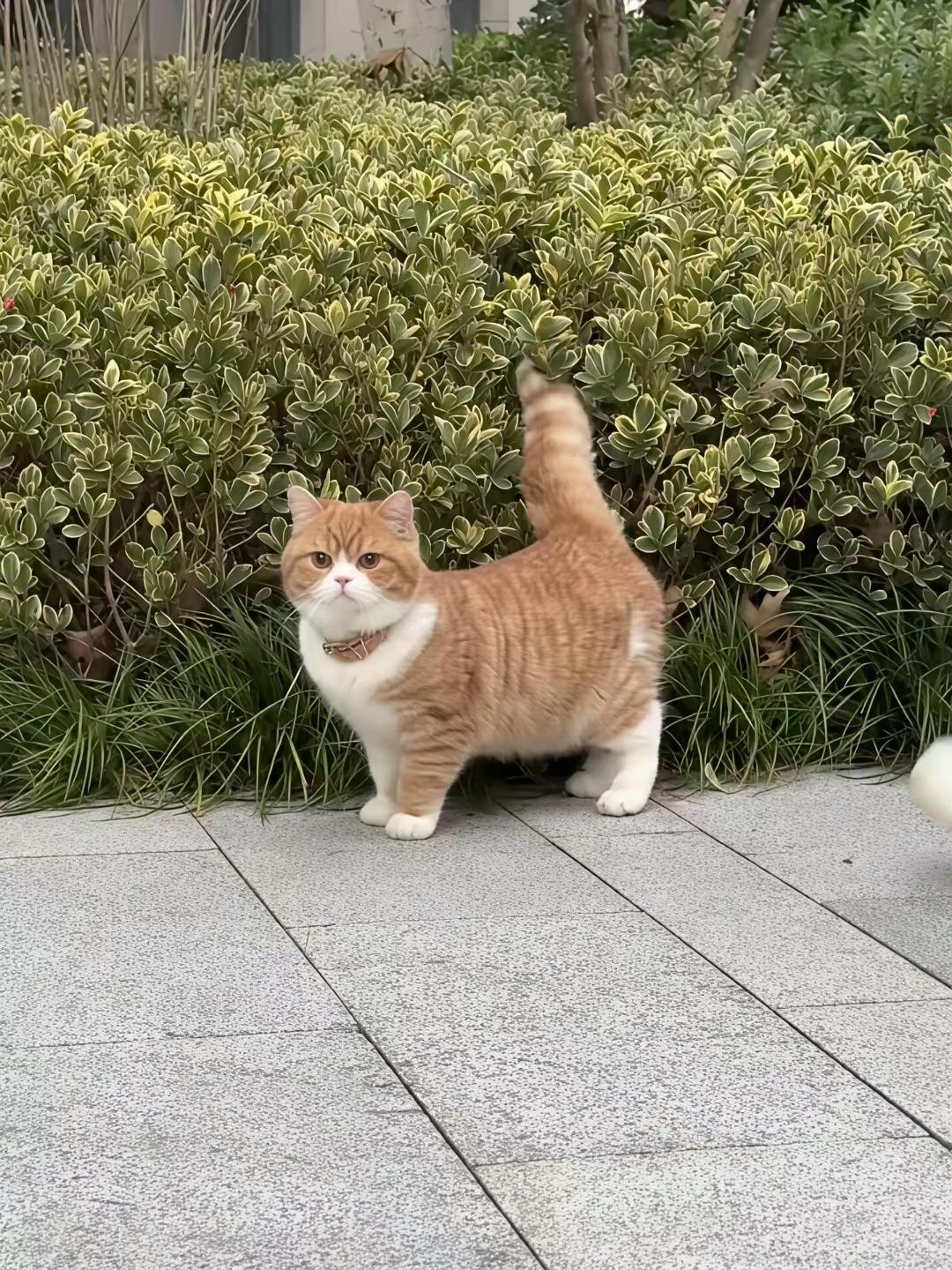 太帅了遇到一个颜值超高的小猫咪怎么漂亮的都是人家的呀好想偷回家呀[捂脸哭]