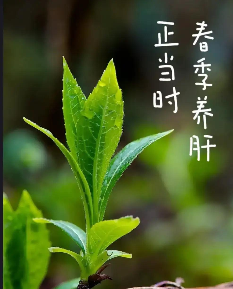 谁说春天降压就要疏肝，我偏不，重点放在“它”比疏肝强百倍！一开春，很多高血压患