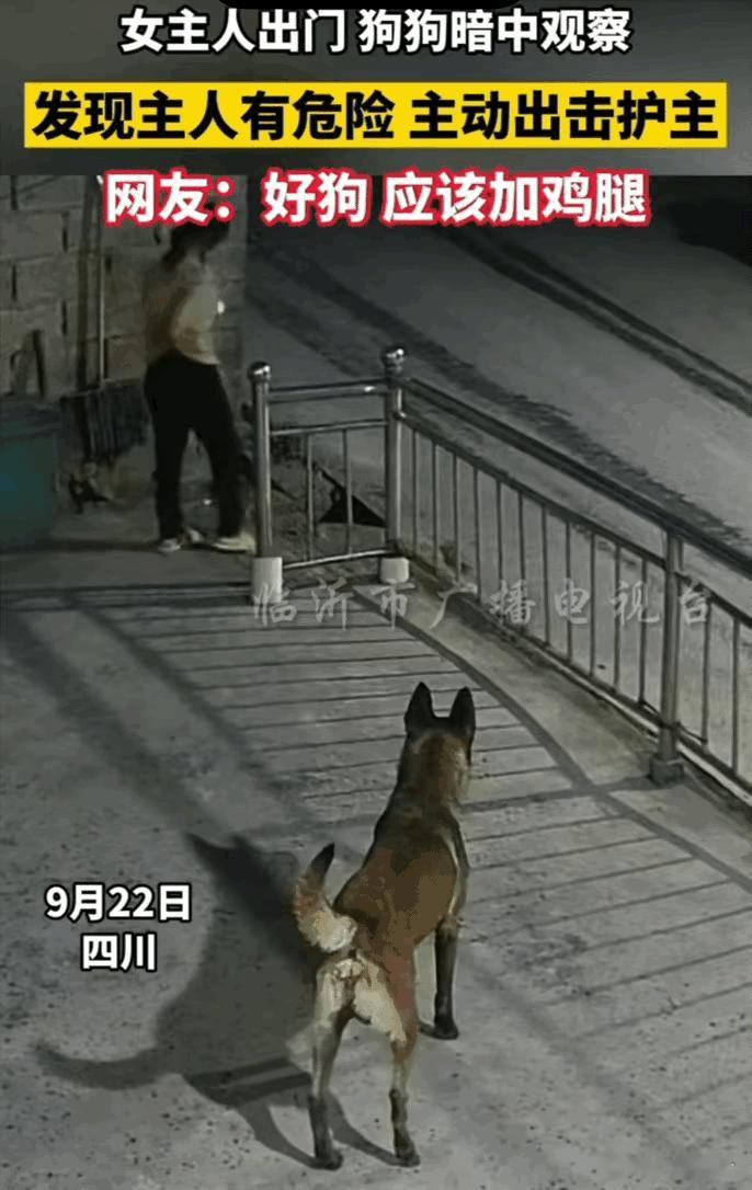 我算是看明白了，这狗没白养。四川一位女子晚上独自去车上取东西，自家狗默默