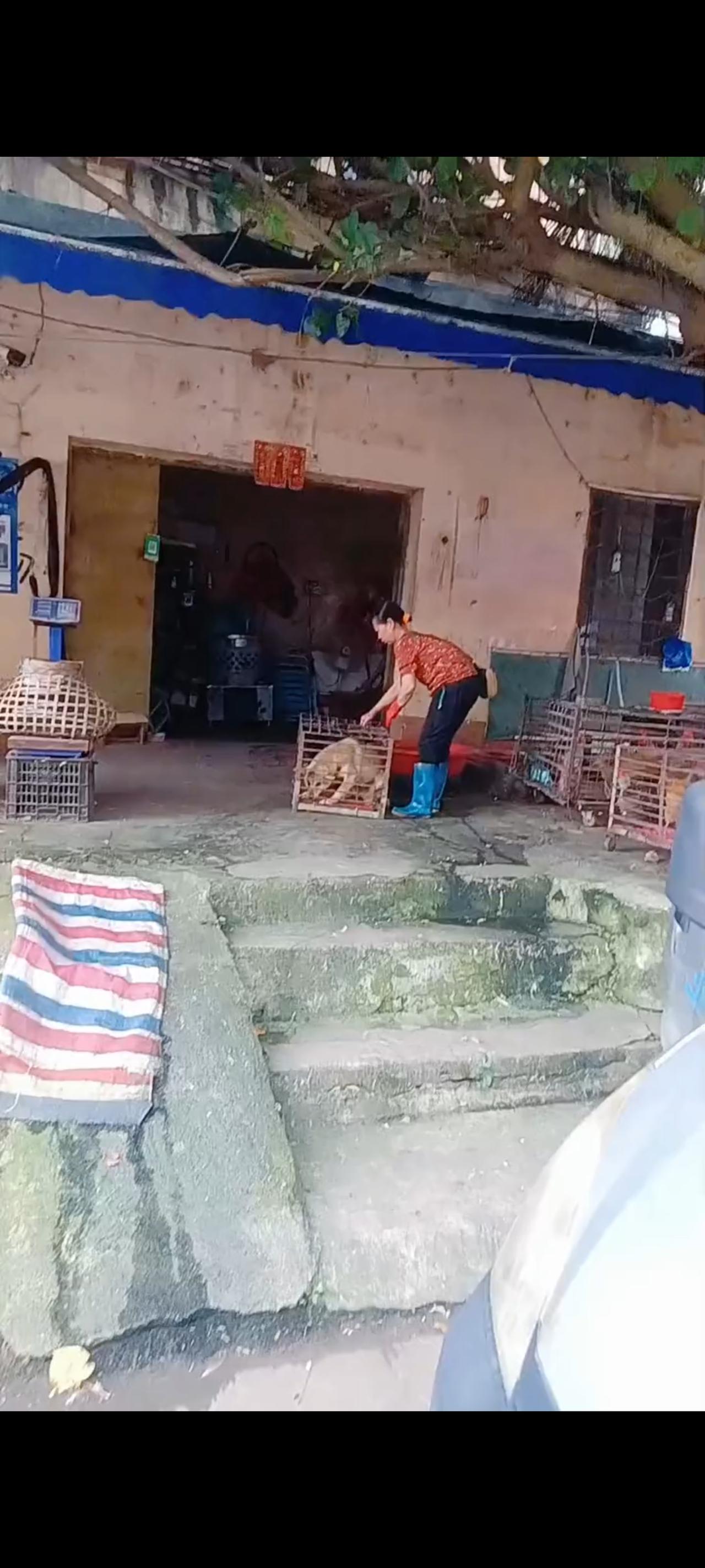 这段令人胆战心惊的视频画面，拍摄于前不久的一个早上，一位爱心人士在路过广西某个菜