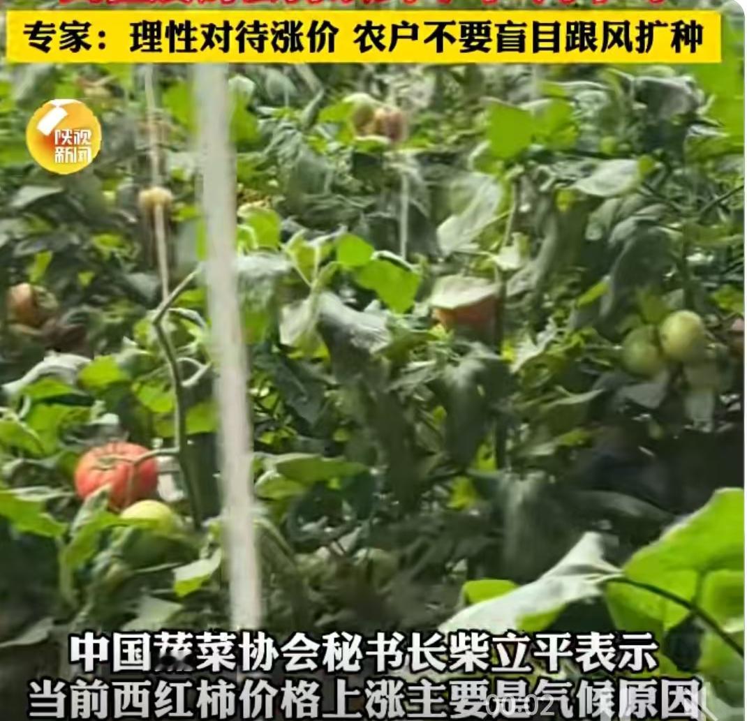 最近去逛菜市场的朋友，恐怕都对着那红彤彤的西红柿倒吸了一口凉气。这哪里是买菜，简