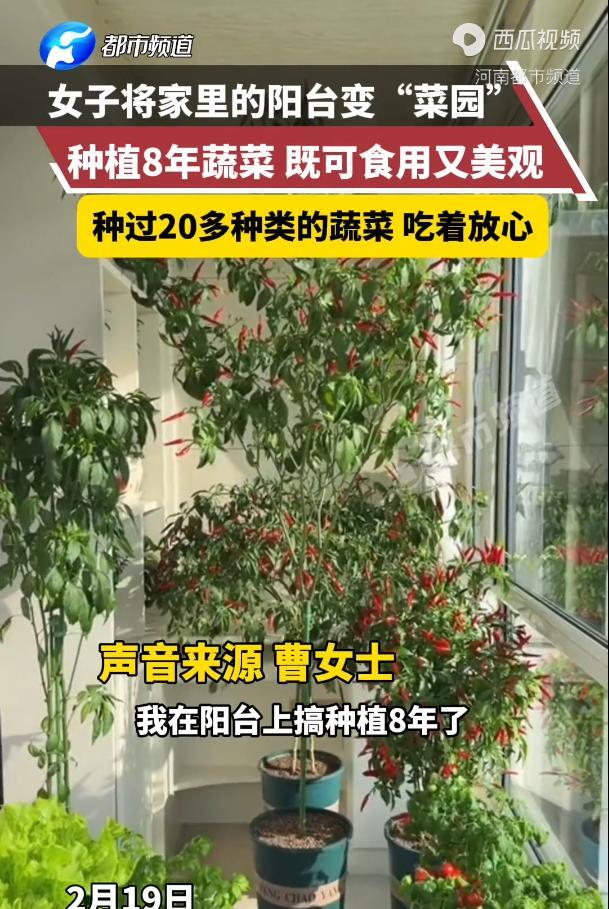 “这个女人火到人民日报了！”甘肃女孩因吃不起青椒，竟在阳台种了8年菜！不料，如今