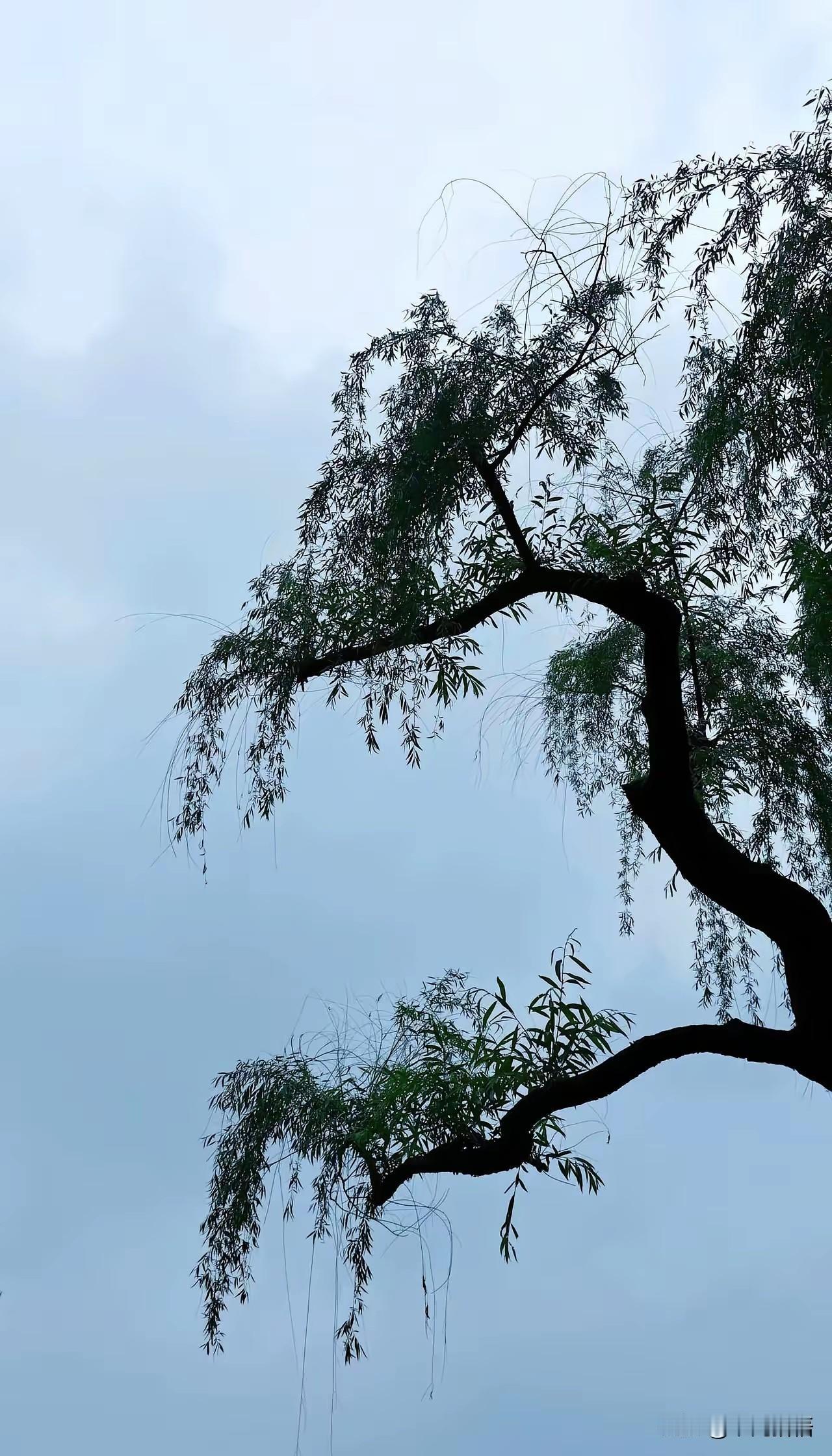 一位富豪的育儿经验:“养儿子，宁可教他一身刺，也不能绵如羊，宁可教子猛如狼，不