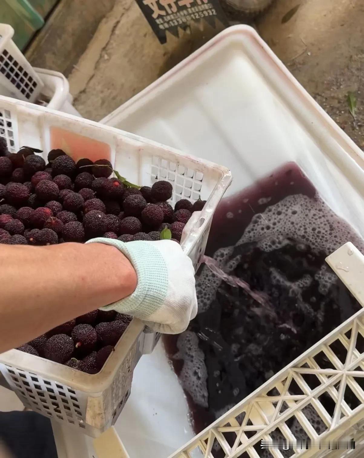 我恍然大悟了，怪不得每次买的杨梅泡不出来虫子。原生态杨梅买回家拿盐水浸泡2