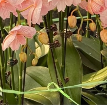 蝴蝶兰的种植方法一、温度环境蝴蝶兰适宜生长的温度范围在15℃-28℃，在这个温