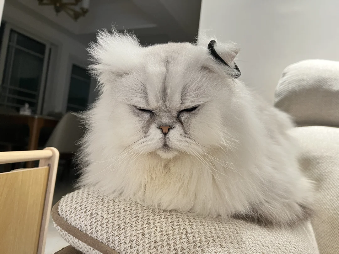 小猫技能头顶麻麻放的一切