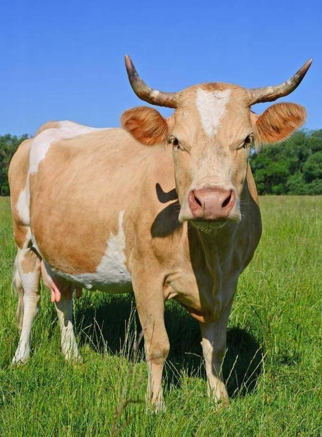 阿根廷为啥非得跑一万多公里，把牛肉便宜卖到中国？因为他们的牛肉，在阿根廷附近区域