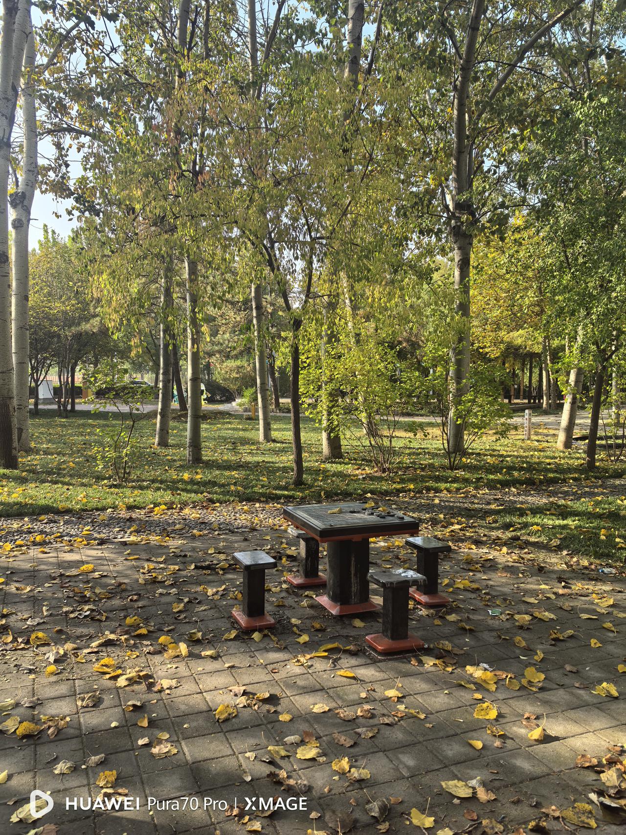 早晨市区大雾弥漫，裹挟着丝丝寒意。今年入冬较早，应该又是一个严冬。上午，雾气慢慢