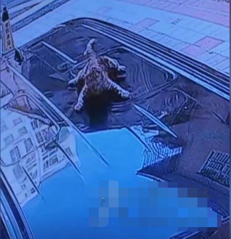 四川南江，汽修店将顾客的车放在门口人行道上，谁知天上掉下来一只宠物猫，砸中了车辆