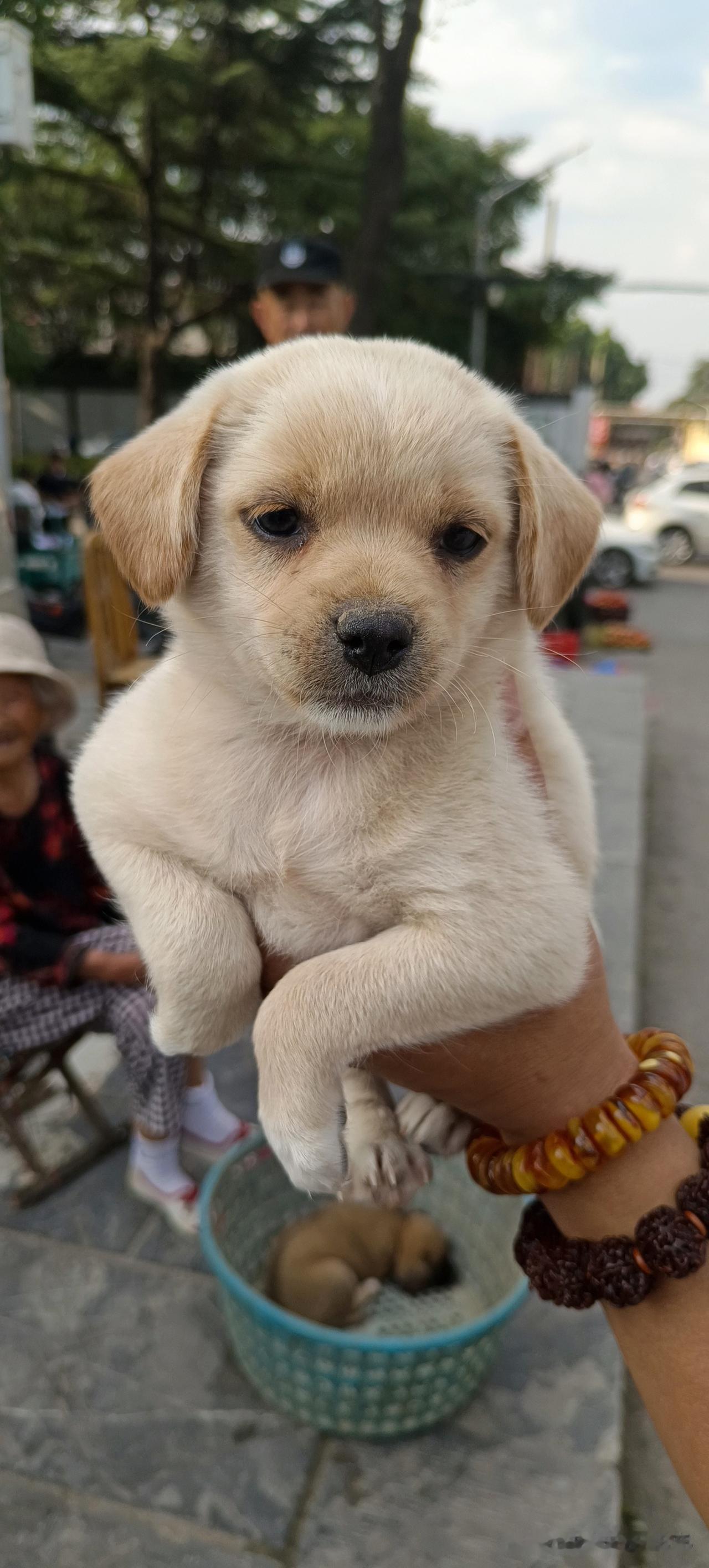 看看多可爱的小土狗，你们猜多少钱一只？才10块钱。一个老太太拿着一个筐装着两只