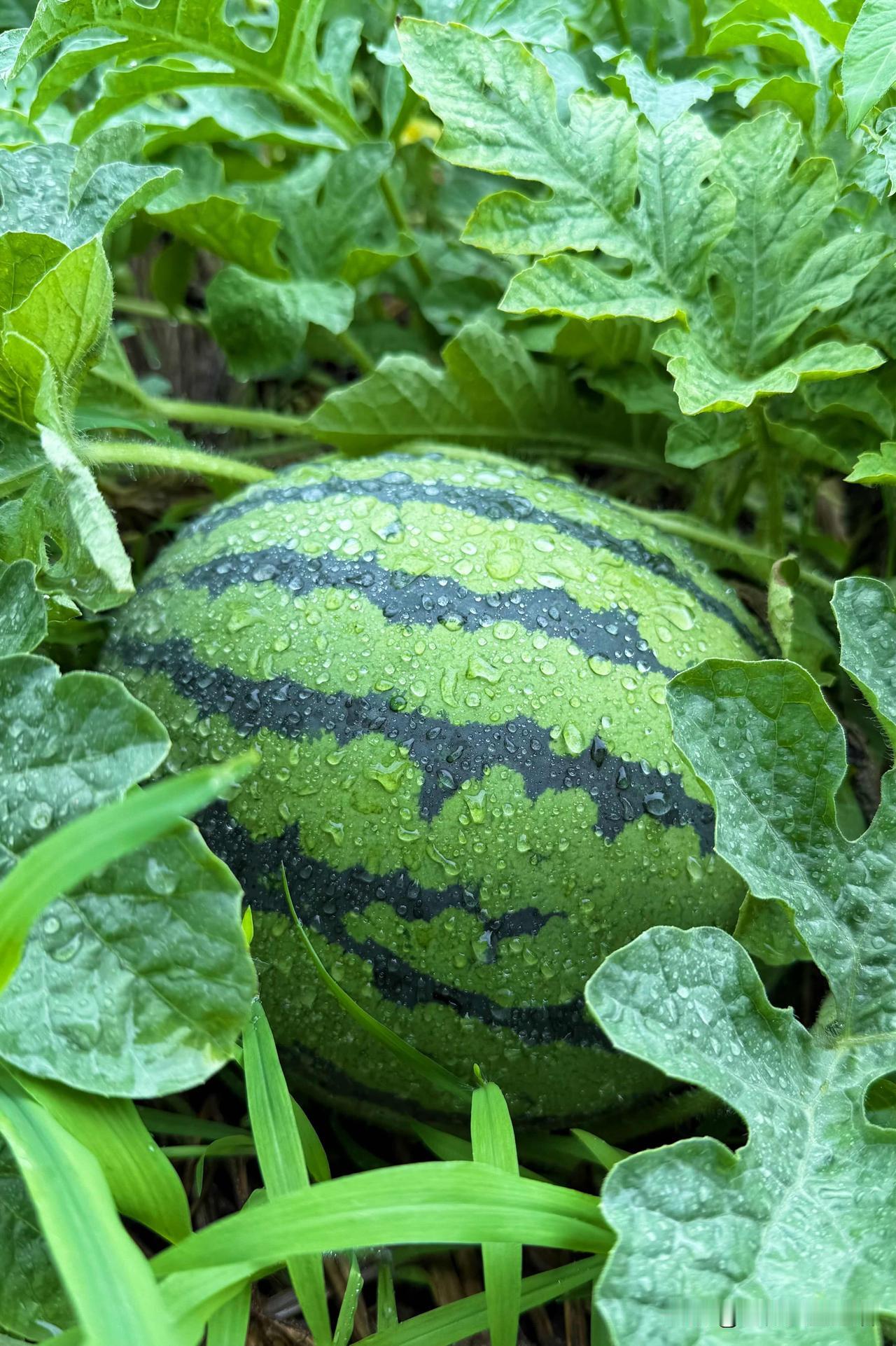 雨后菜园：水珠串起的童年旧梦雨幕刚收，湿润的风卷着泥土与草木的气息扑面而来，