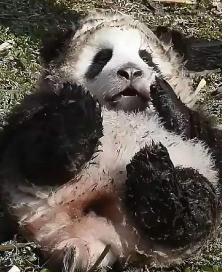 全网唯一一只被妈妈走哪叼哪的熊猫崽崽，作为妈妈第一只崽崽，它承受了来自妈妈又热烈又潦草的母爱