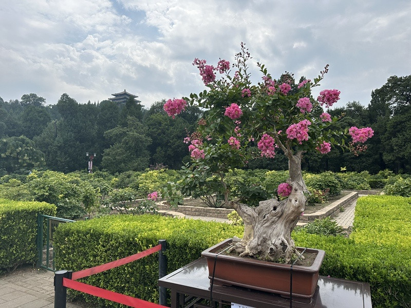 京津冀三地精品盆景亮相景山公园