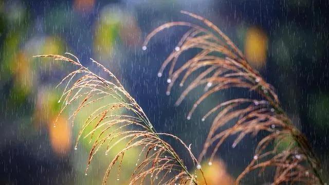 10月8号寒露不一般！60年不遇，三大特征看清，来年有没有倒春寒10月8日迎