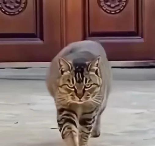 我小时候家里养的狸花猫也叫竹节猫，经常抓到鸟，下大雨河边涨水会抓到很多鱼不吃放在
