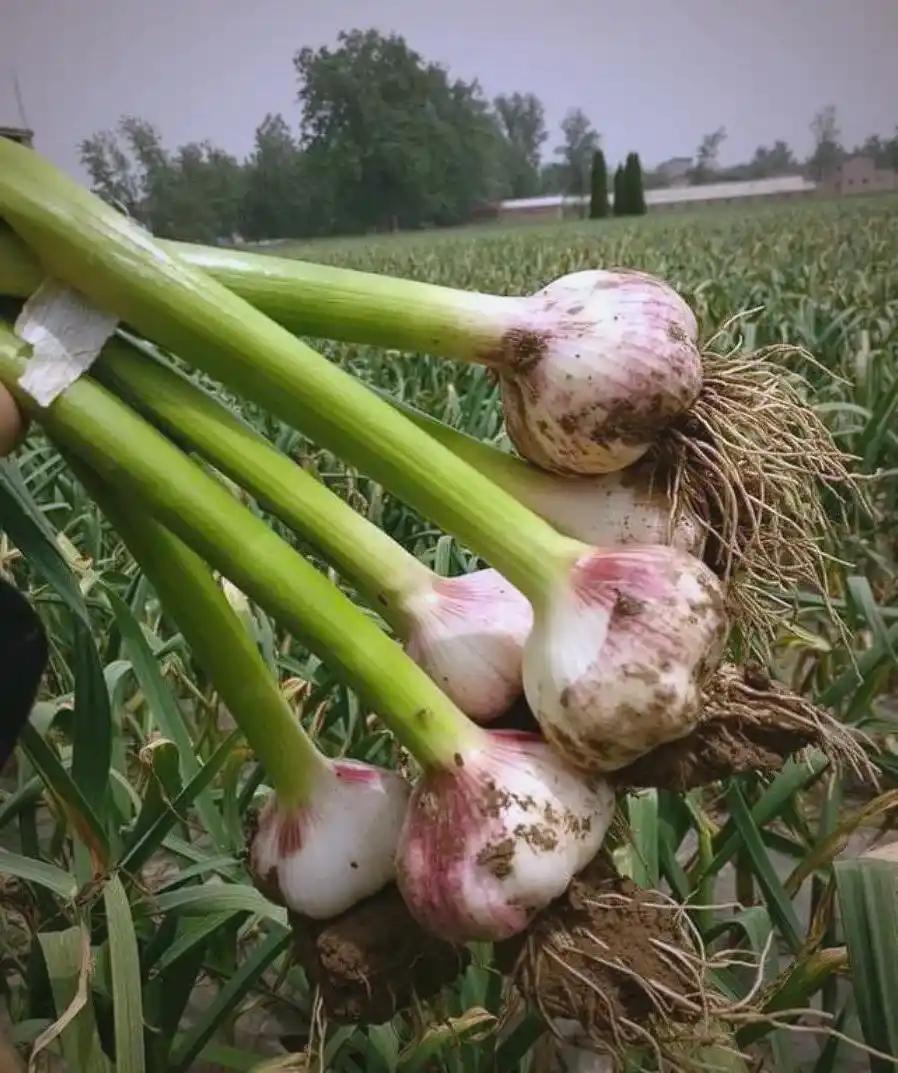常吃大蒜对身体有什么好处?常吃大蒜好处可不少。大蒜里有大蒜素，这可是个好东西，