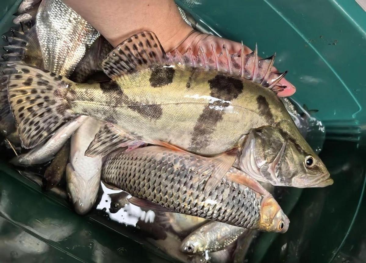 年轻时追鱼获，年长后等心境。路亚的精准与传统钓的耐心，不再是对立的两极，而是钓