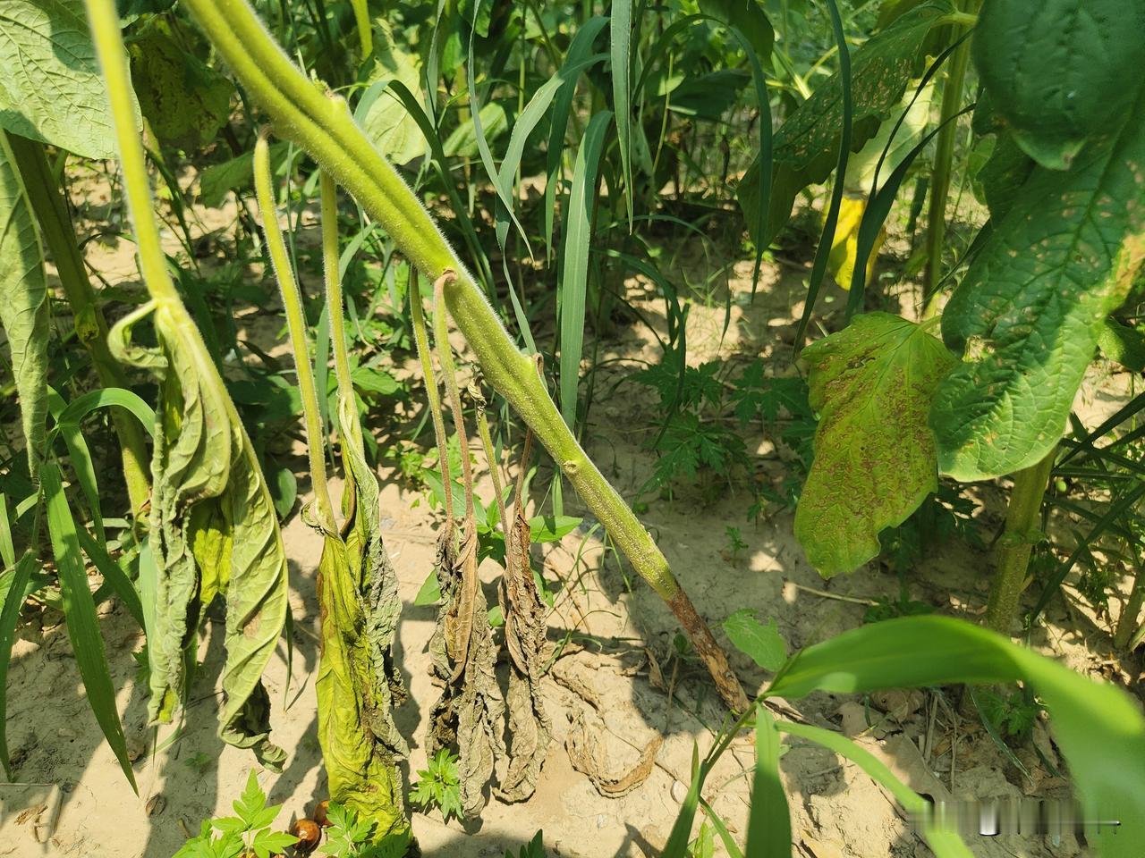 芝麻根腐病是一种土传病害，病菌在土壤中越冬，因此，只要温湿度适宜，病害就会发生，
