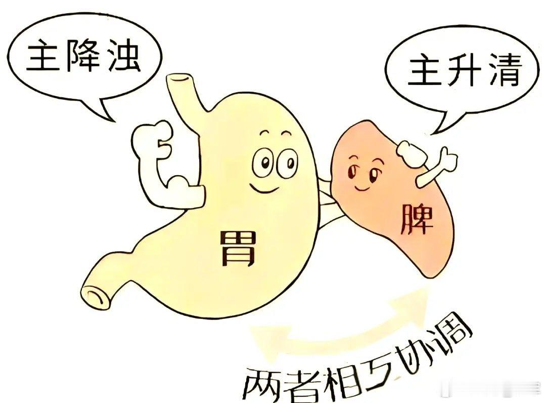 原文善待脾胃，气血自生。脾为后天之本，承上启下，脏腑和合，无争，天人合一，养生之