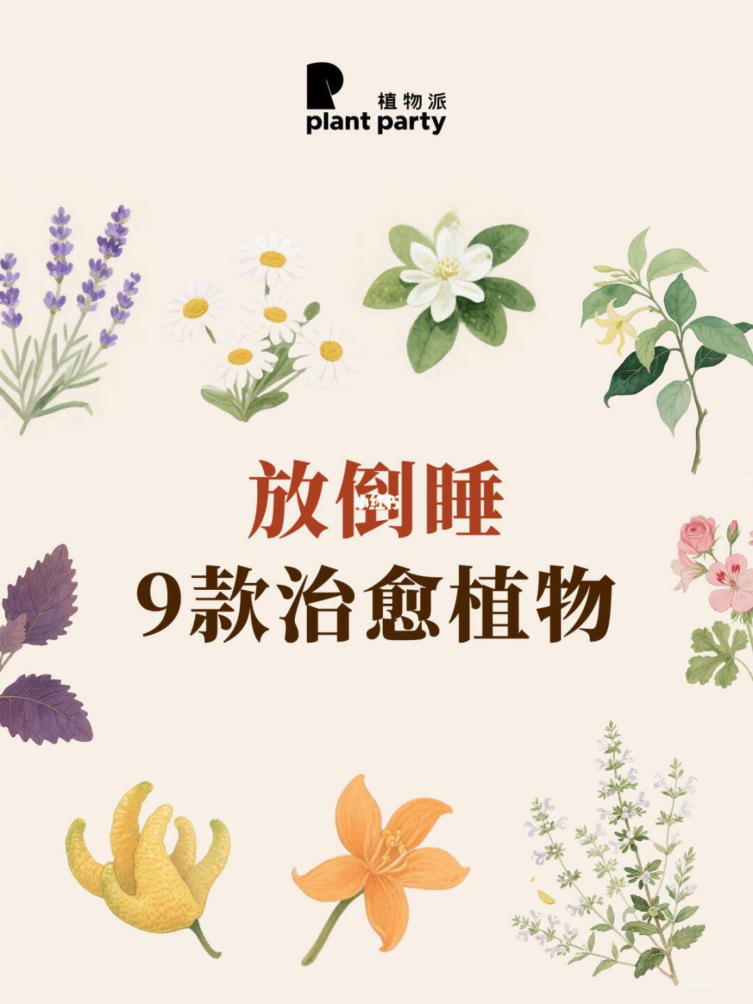 拯救失眠治愈💕植物合集🌱植物疗愈