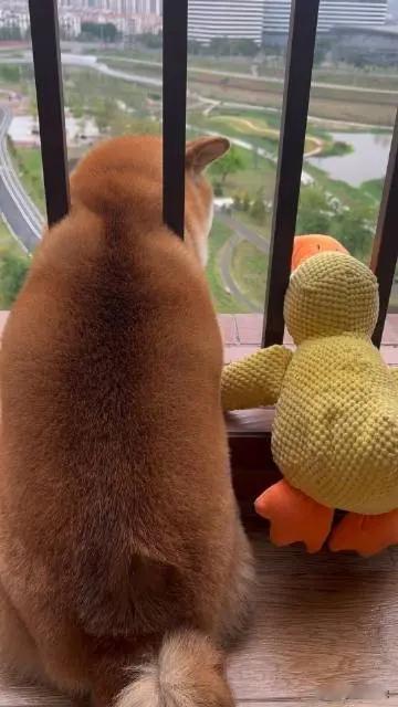 表面上：小柴正在和小黄鸭看风景实际是：小黄鸭在看风景，小柴只是刚好被卡住了[笑哭