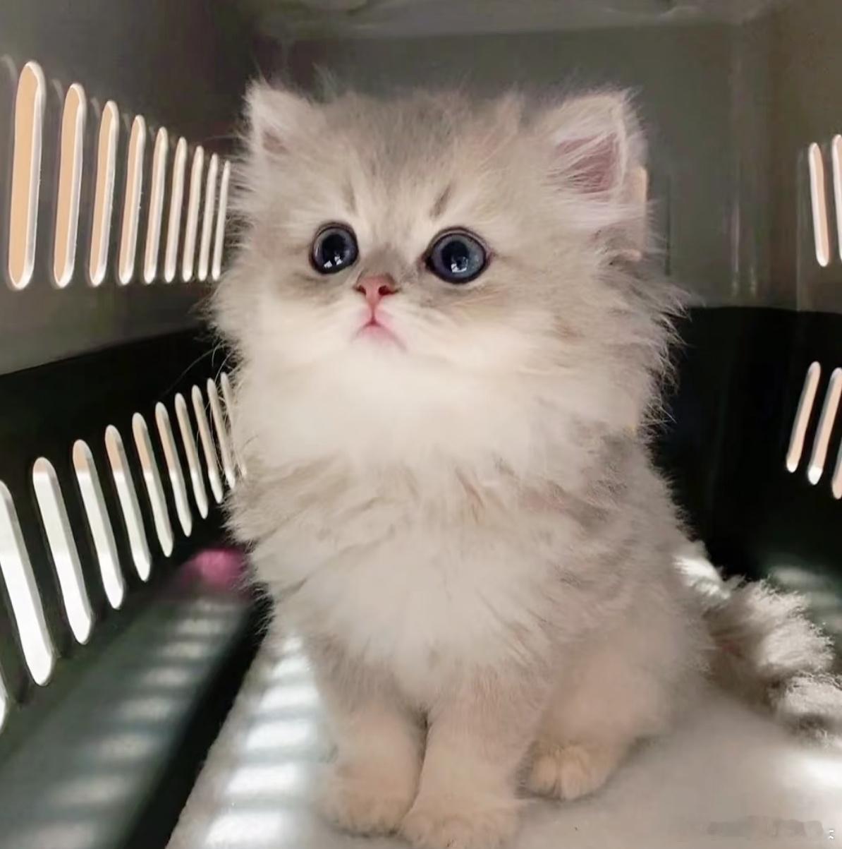咩咩猫的日常好可爱的猫啊！​​​