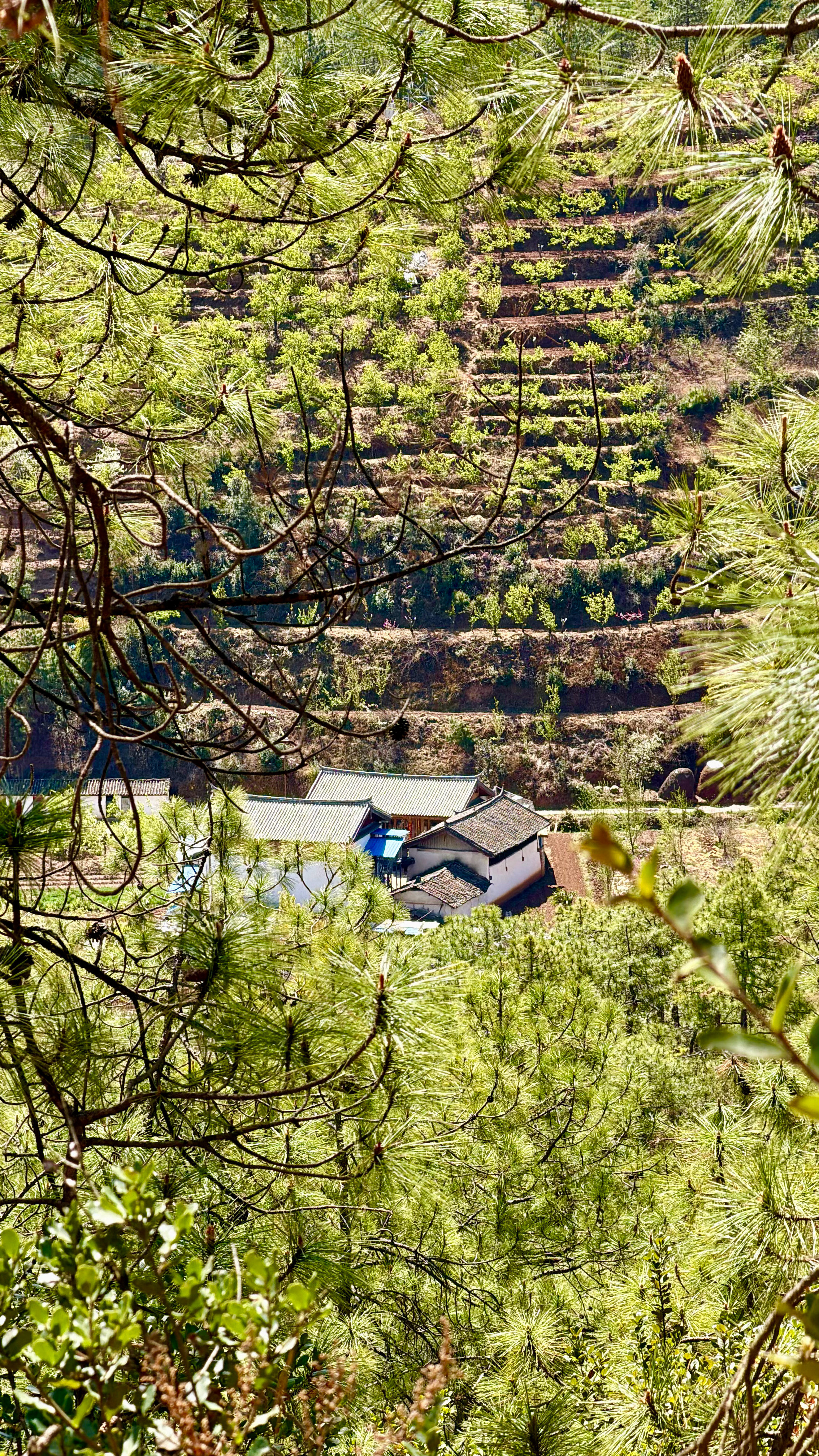 花198在丽江拉市海玩一天，有些什么？❶茶马古道骑马1小时以上