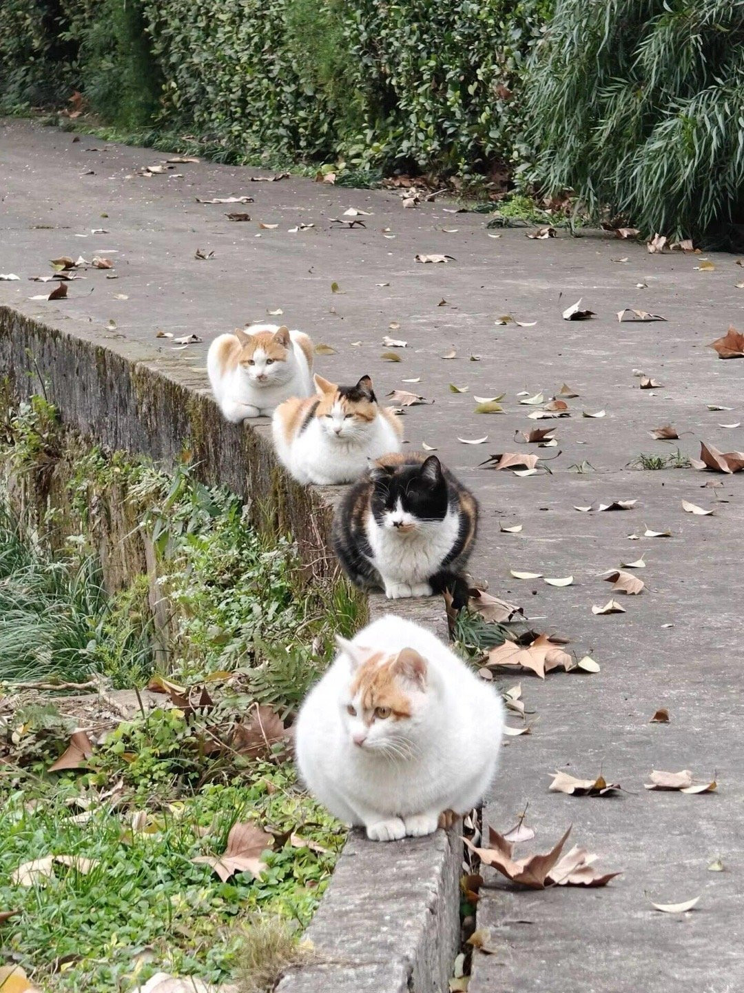 开往秋天的猫猫列车即将出发