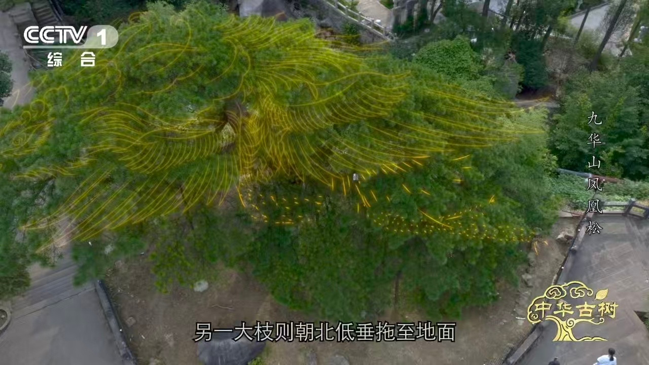 风一吹千年古松秒变展翅凤凰约1400岁古松树像一只大凤凰安徽九华山有一棵140