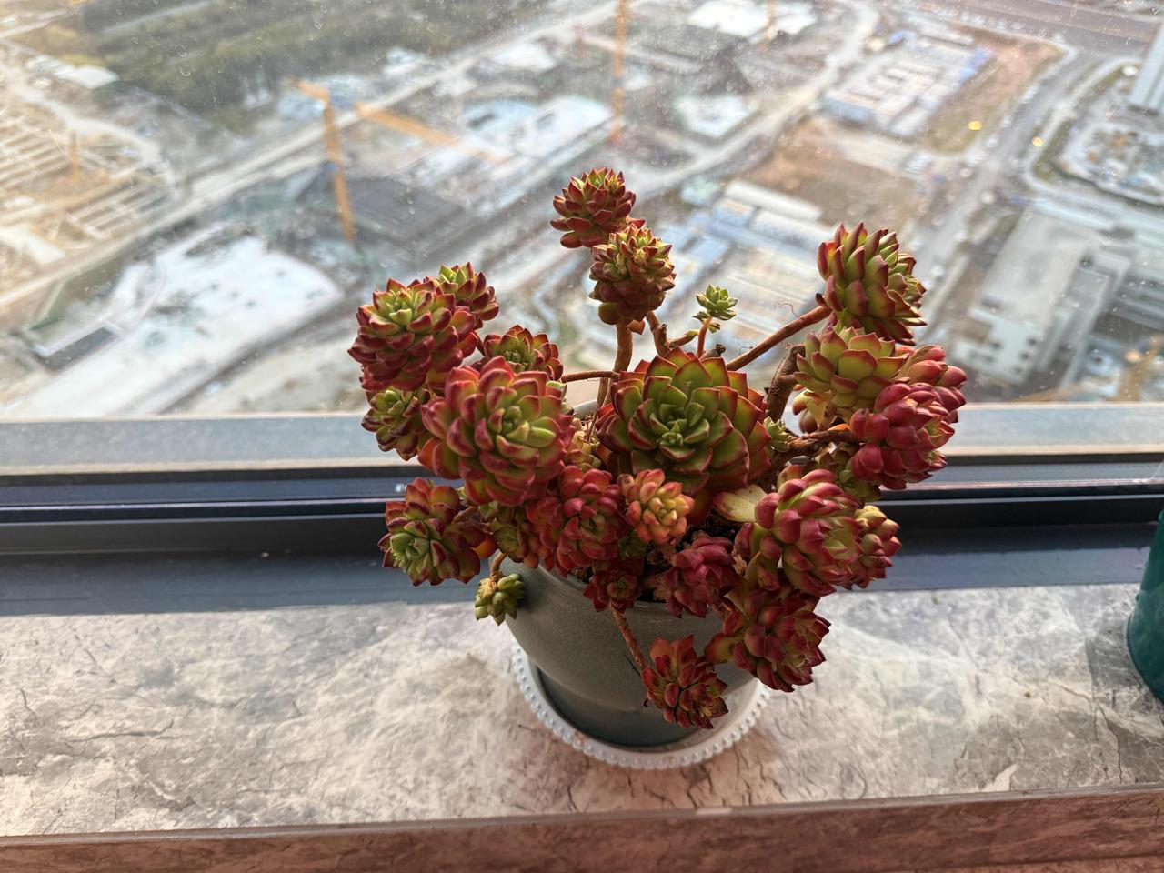 阳台绿植还是换成懒人花多肉。