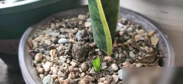 咱养花人谁没愁过“想多养几盆又舍不得买”啊！最近刷到好多人说，摘片叶子就能插活开