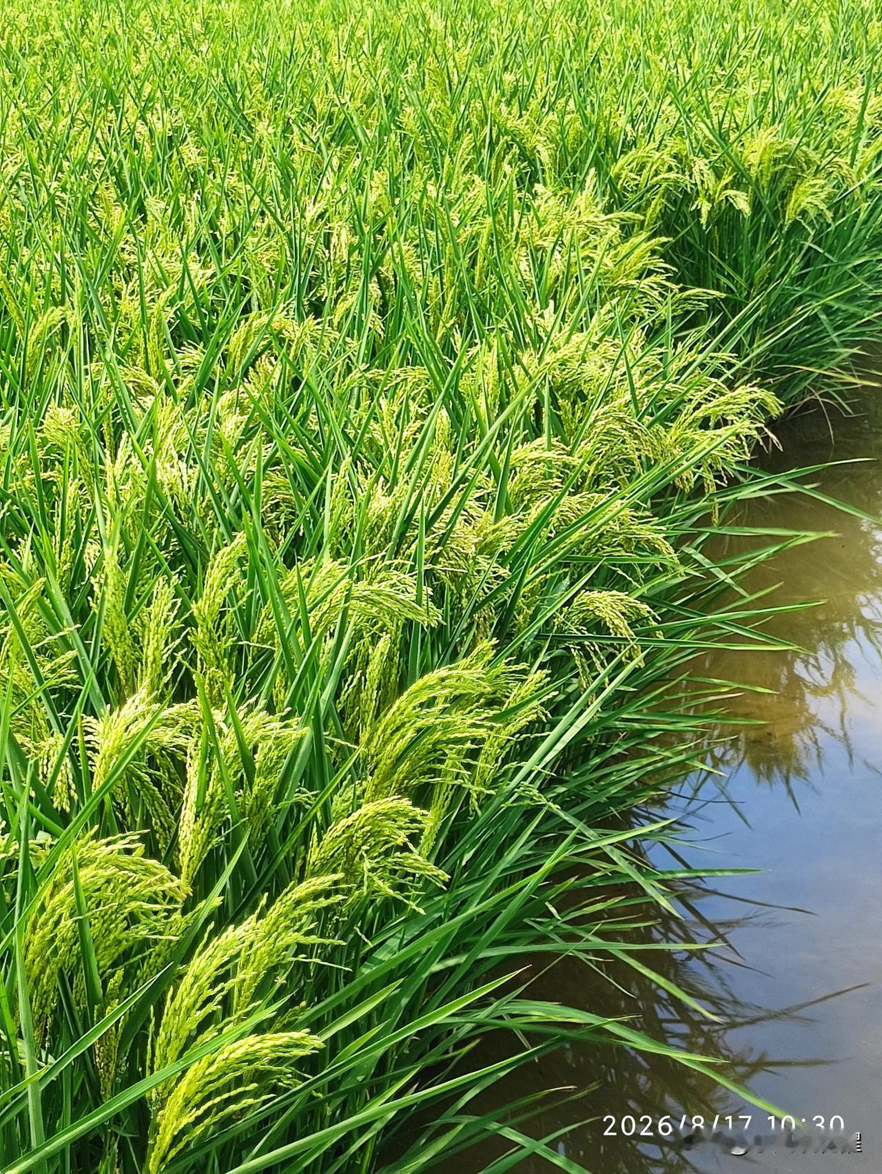八月景色美，风吹稻花香。津南区小站水稻种植核心区，一片片绿油油的稻田，如诗如画