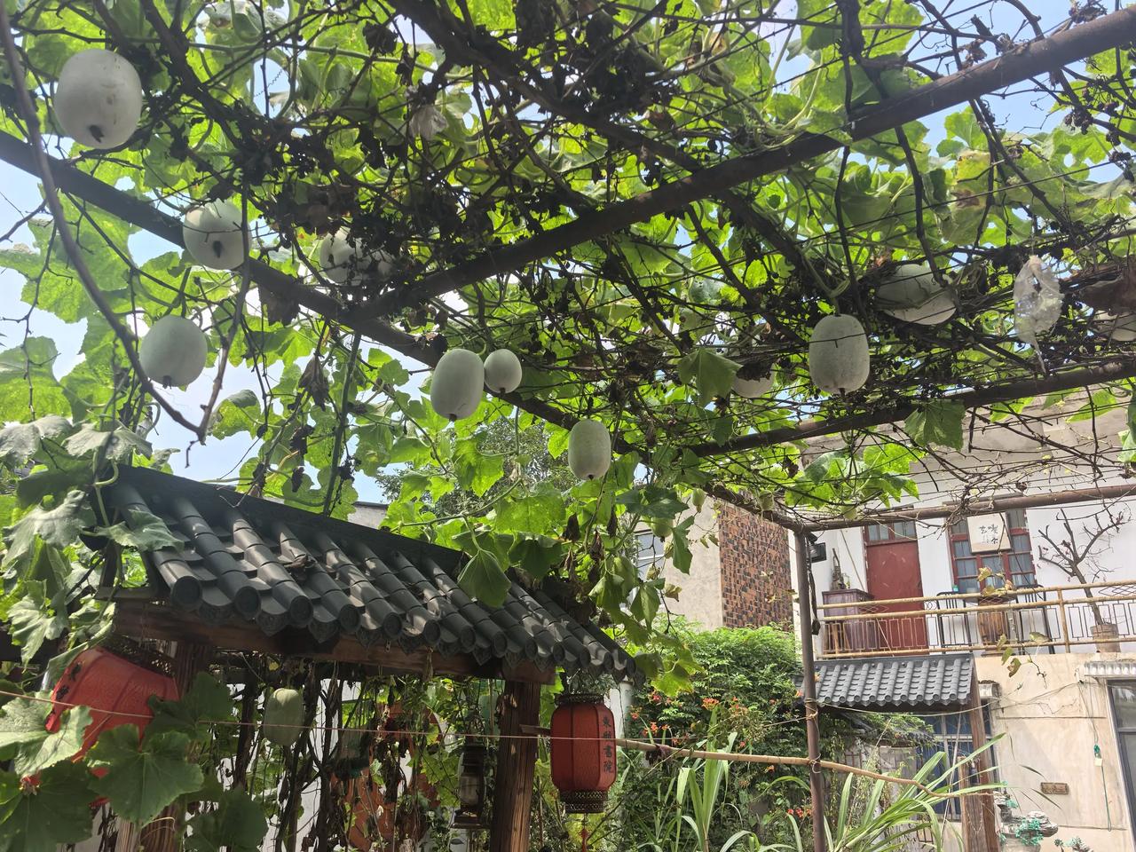 今年在院子里种了两株小冬瓜，从7月初己经收了差不多20个。如今蔓秧己长到葡萄架上