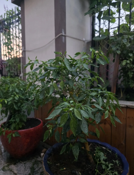 准备：趁着女儿一家还没到，我赶紧理理思路……接女儿电话，他们一家三口今晚9：