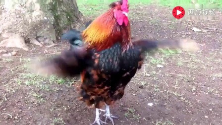 12666650756870166930.jpg?id=0