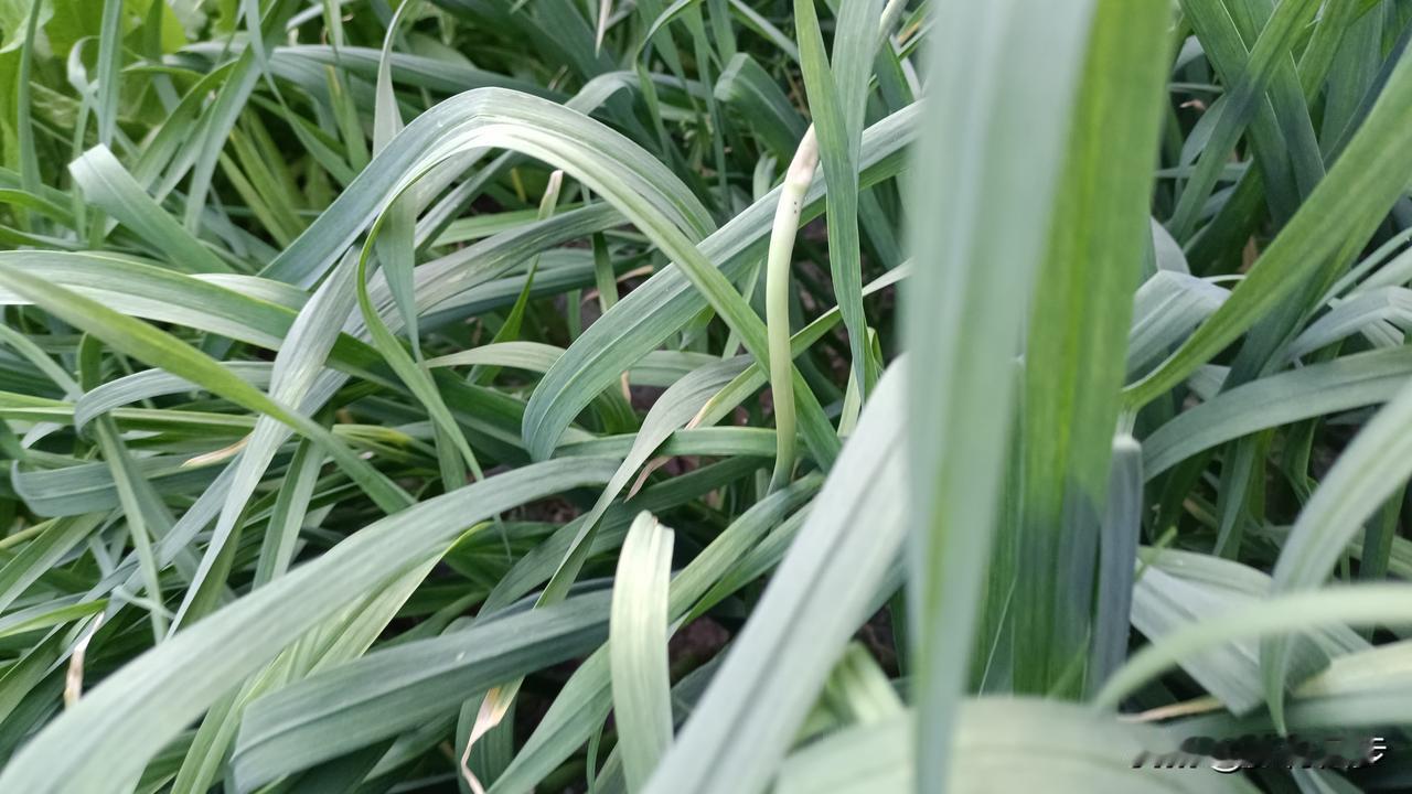 4月25日，河南杞县的大蒜又跌价了，种大蒜进入亏本模式。今天在农村遇见一位正