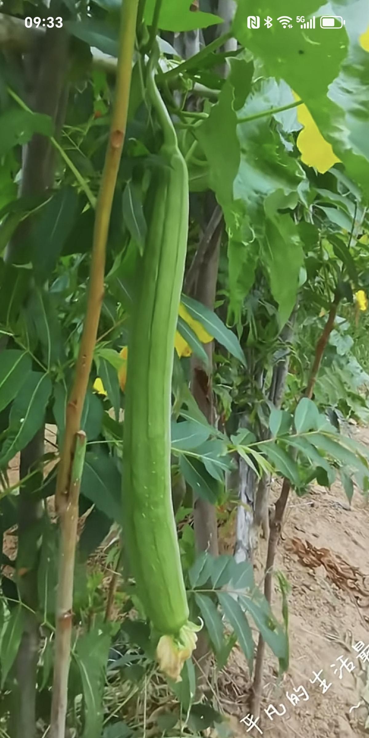 看网上很多媳妇在讨论婆婆的金饰，百年以后怎么办？有大姑子小姑子给婆婆买金