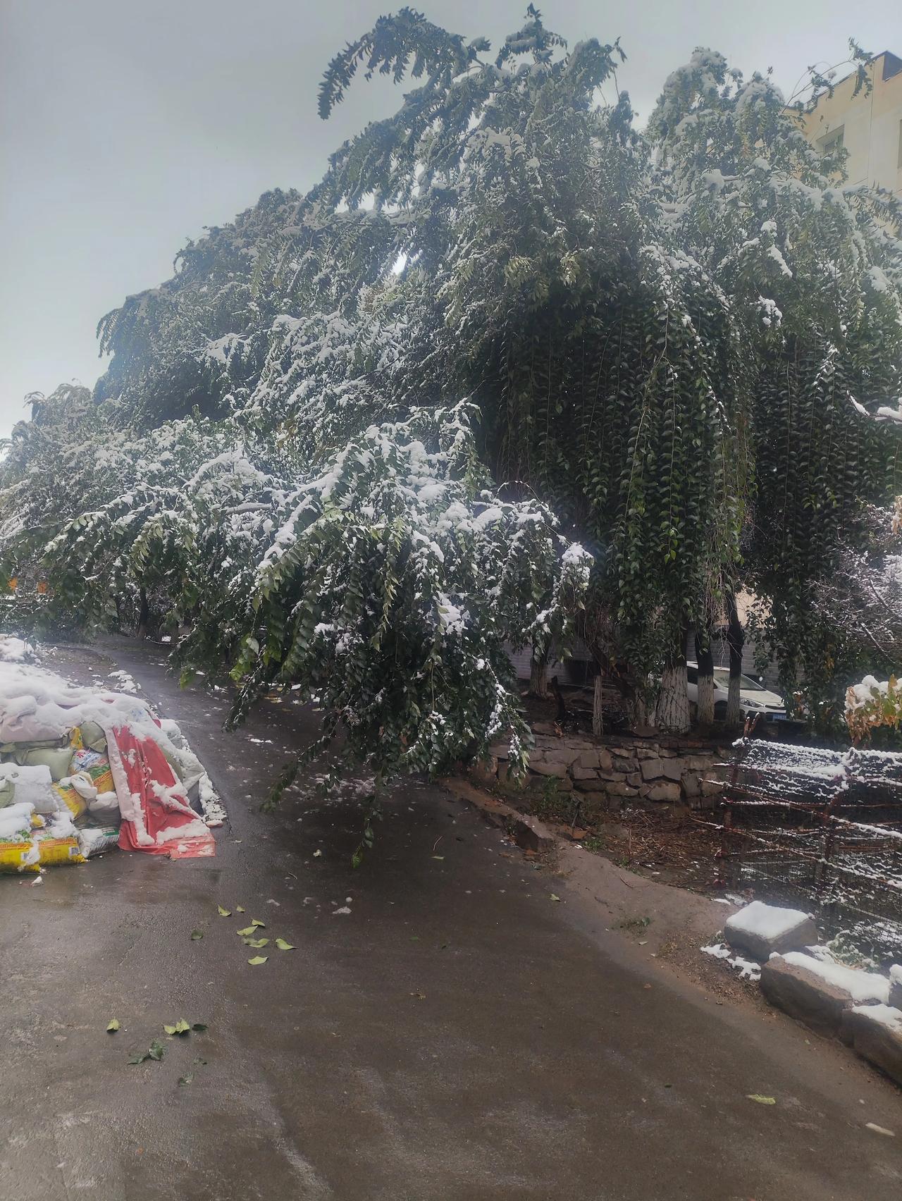 乌鲁木齐市经过大雪洗礼后的景色有些浪漫昨晚到今天下午乌鲁木齐市下了近22个小