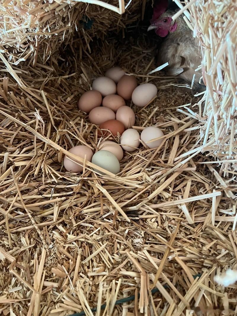 鸡蛋是性价比最高的蛋白来源之一在农村养几只母鸡，它会疯狂刷新鸡蛋，性价比确实高，